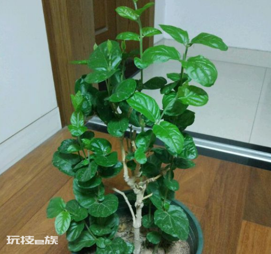 茉莉花什么时候修剪好(家里养茉莉花注意换盆和修剪时机)-图片8